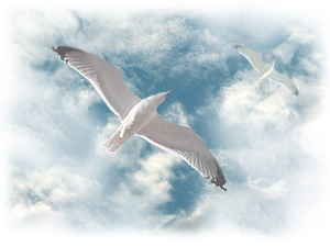 философия, мудрость и смысл жизни